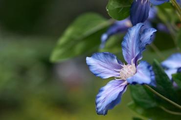 Nahaufnahme einer blauen Blume mit zarten Blütenblättern und grünen Blättern im Hintergrund.